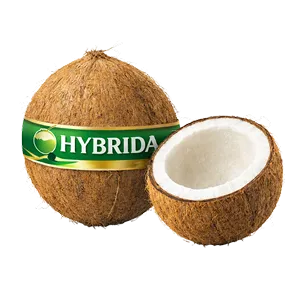 Hybrid Mature Coconut