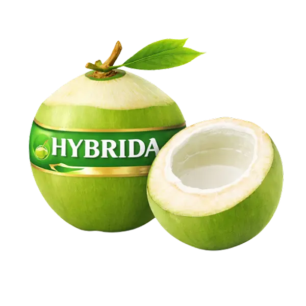 Kelapa Muda Hibrida