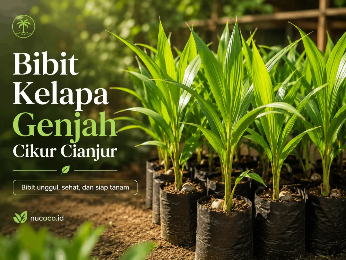 Bibit Kelapa Cikur Cianjur