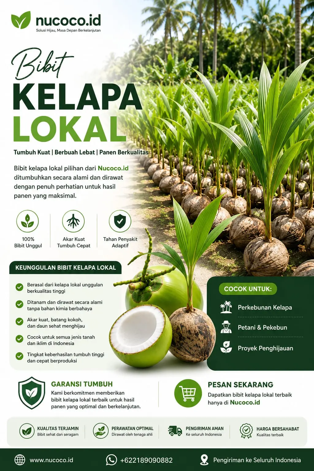 Bibit Kelapa Lokal